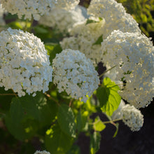 Load image into Gallery viewer, Incrediball® Smooth Hydrangea