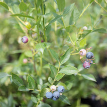 Load image into Gallery viewer, Blueberry 'Sunshine Blue'