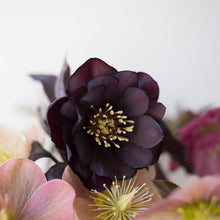 Load image into Gallery viewer, Helleborus Wedding Party™ 'Dark and Handsome'