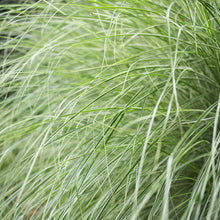 Load image into Gallery viewer, Maiden Grass 'Morning Light'