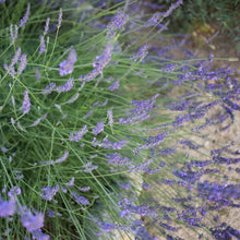 Load image into Gallery viewer, Phenomenal Lavender