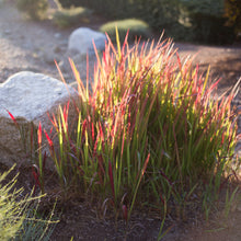Load image into Gallery viewer, Japanese Blood Grass 'Red Baron'
