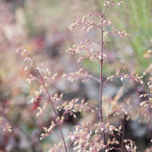 Load image into Gallery viewer, Heuchera 'Purple Palace'