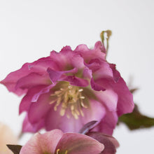 Load image into Gallery viewer, Helleborus Wedding Party™ 'Flower Girl'