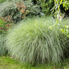 Load image into Gallery viewer, Maiden Grass 'Morning Light'