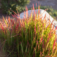 Load image into Gallery viewer, Japanese Blood Grass 'Red Baron'