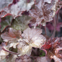 Load image into Gallery viewer, Heuchera 'Purple Palace'
