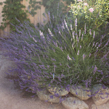 Load image into Gallery viewer, Phenomenal Lavender