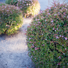 Load image into Gallery viewer, Pink Abelia