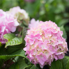 Load image into Gallery viewer, Hydrangea 'Penny Mac'