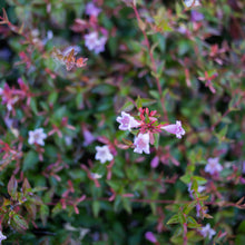 Load image into Gallery viewer, Pink Abelia