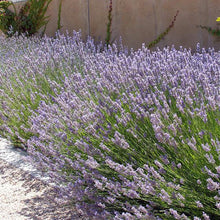 Load image into Gallery viewer, Provence Lavender