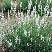 Load image into Gallery viewer, White Grosso Lavender ‘Alba’
