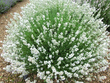 Load image into Gallery viewer, Arctic Snow Lavender