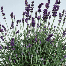 Load image into Gallery viewer, Lavender 'Lavance'