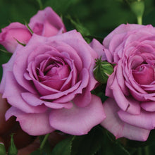 Load image into Gallery viewer, Lavender Veranda Rose