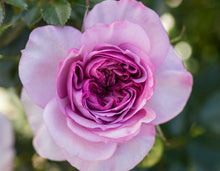 Load image into Gallery viewer, Lavender Veranda® Rose