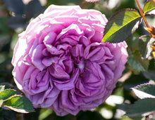 Load image into Gallery viewer, Lavender Veranda® Rose