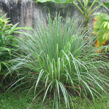 Load image into Gallery viewer, Lemon Grass