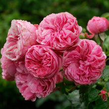 Load image into Gallery viewer, Leonardo da Vinci® Rose