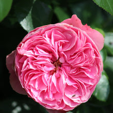 Load image into Gallery viewer, Leonardo da Vinci® Rose