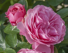 Load image into Gallery viewer, Leonardo da Vinci® Rose
