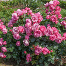 Load image into Gallery viewer, Leonardo Da Vinci Rose