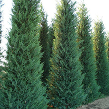 Load image into Gallery viewer, Leyland Cypress