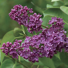 Load image into Gallery viewer, Ludwig Spaeth Lilac