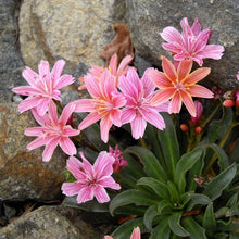 Load image into Gallery viewer, Luisia Little Plum