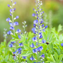 Load image into Gallery viewer, Blue False Indigo (Baptisia australis)