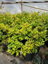 Load image into Gallery viewer, Astilbe ‘Mauve’