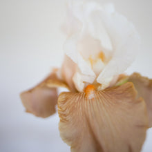 Load image into Gallery viewer, Bearded Iris 'Heaven and Earth'