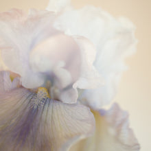 Load image into Gallery viewer, Bearded Iris 'Silverado'