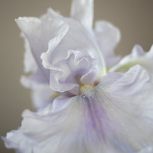 Load image into Gallery viewer, Bearded Iris 'Silverado'