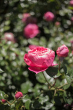 Load image into Gallery viewer, PowerPuff Pink® Rose