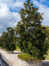 Load image into Gallery viewer, Magnolia 'Kay Parris'