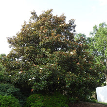Load image into Gallery viewer, Magnolia ‘Bracken’s Brown Beauty’