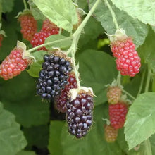 Load image into Gallery viewer, Marionberry