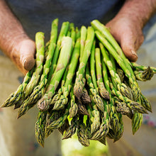 Load image into Gallery viewer, Mary Washington Asparagus