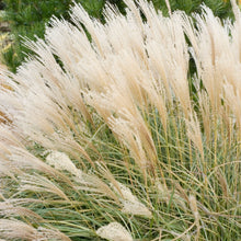 Load image into Gallery viewer, Adagio Maiden Grass