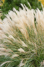 Load image into Gallery viewer, Adagio Maiden Grass