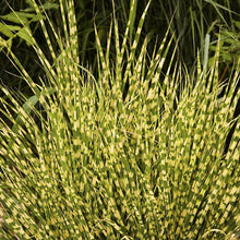 Load image into Gallery viewer, Gold Bar Maiden Grass
