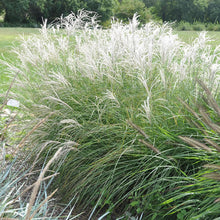 Load image into Gallery viewer, Little Kitten Maiden Grass
