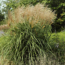 Load image into Gallery viewer, Japanese Silver Grass Malepartus