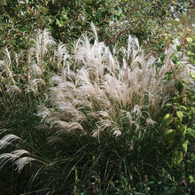 Load image into Gallery viewer, Sarbande Maiden Grass