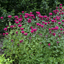 Load image into Gallery viewer, Bee Balm 'Raspberry Wine'