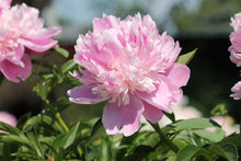 Load image into Gallery viewer, Peony ‘Monsieur Jules Elie’ (Bare Root)