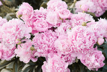 Load image into Gallery viewer, Peony ‘Monsieur Jules Elie’ (Bare Root)