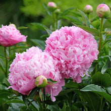 Load image into Gallery viewer, Peony ‘Monsieur Jules Elie’ (Bare Root)